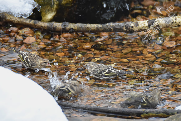 Pine Siskins bathing 31 degrees  1-15-19