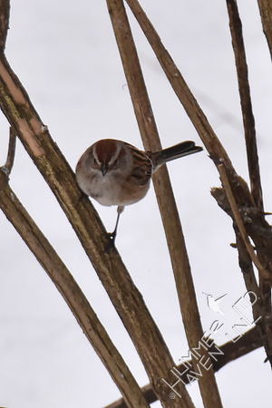 American Tree Sparrow 1-15-19