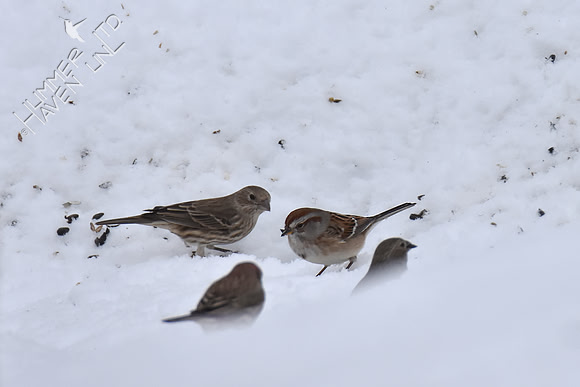 American Tree Sparrow and 3 House Finches 1-15-19