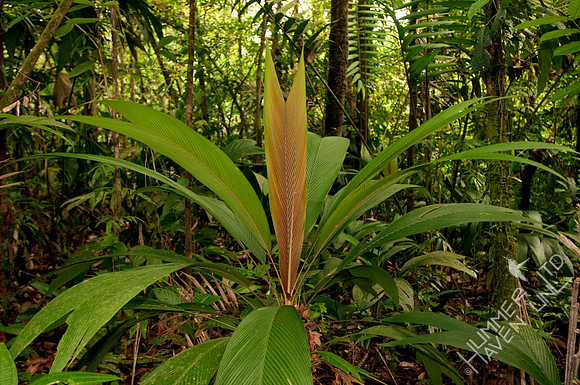 Fern