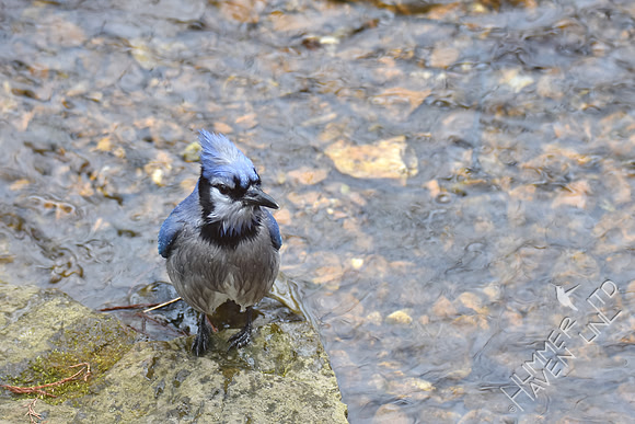 Blue Jay at the pond 1-22-17