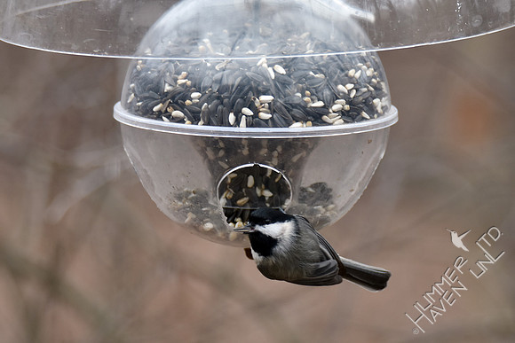 Carolina Chickadee 1-22-17