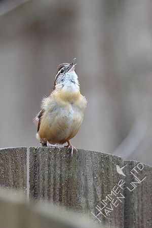 Carolina Wren 1-22-17