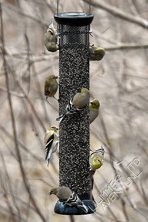 American Goldfinches 1-23-17