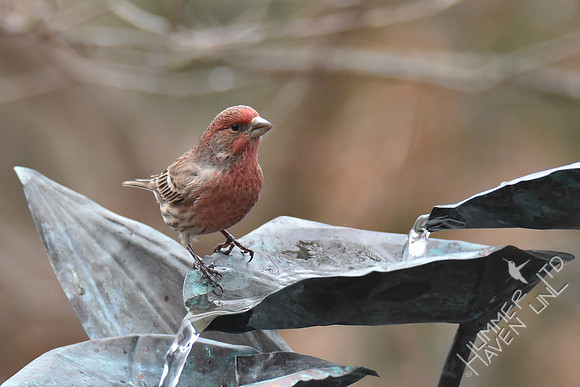 House Finch 1-23-17
