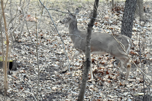 White-tailed Doe 1-24-17