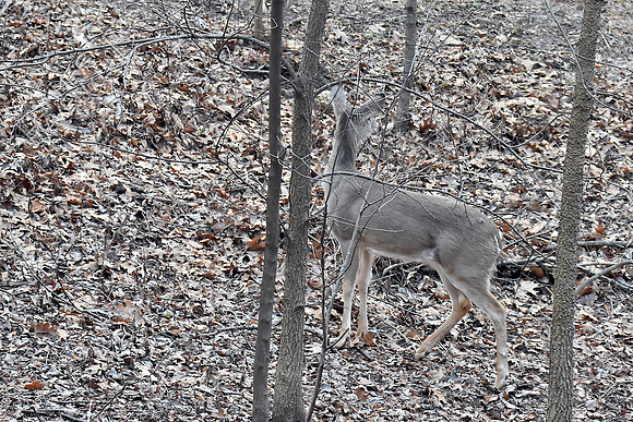 White-tailed Doe #2 1-24-17