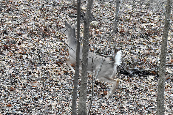White-tailed Doe #2 1-24-17