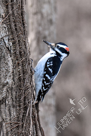 Hairy Woodpecker 1-25-17