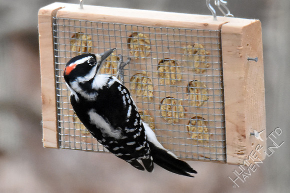 Hairy Woodpecker 1-25-17
