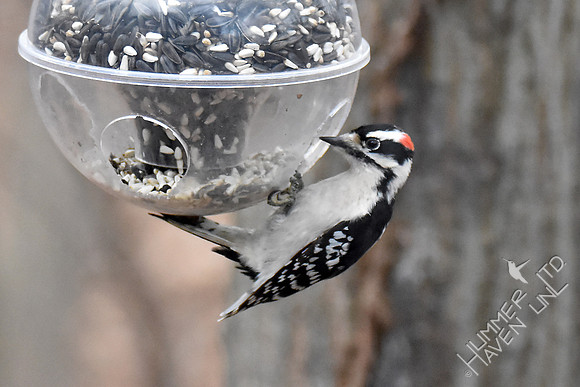 Downy Woodpecker 1-25-17