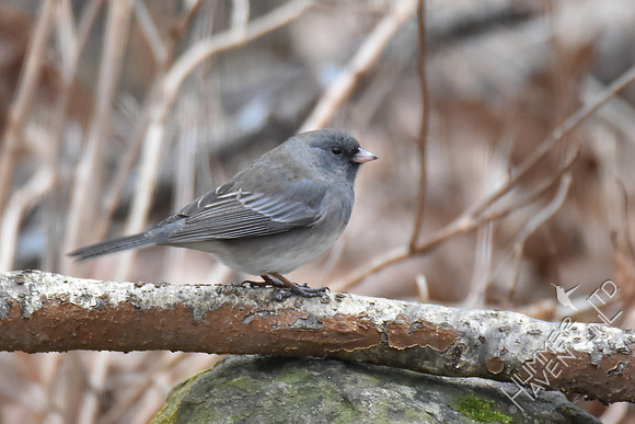 Dark-eyed Junco 1-26-17