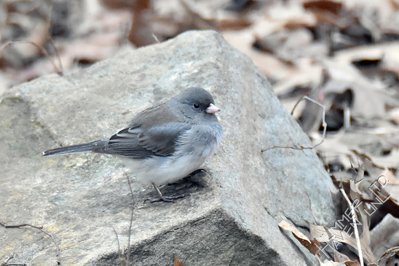 Dark-eyed Junco 1-26-17