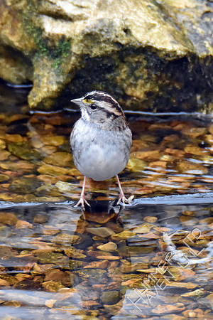 White-throated Sparrow 1-26-17