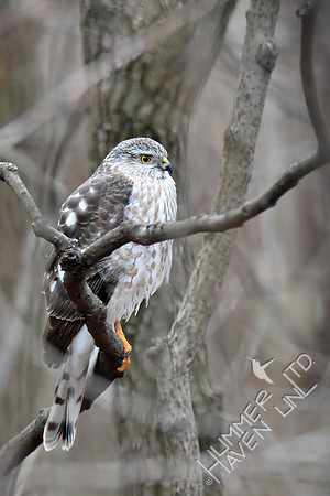 Sharp-shinned Hawk 1-27-17