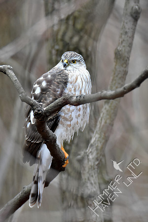 Sharp-shinned Hawk 1-27-17