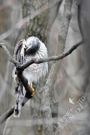 Sharp-shinned Hawk 1-27-17