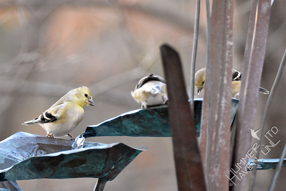 American Goldfinches 1-28-17