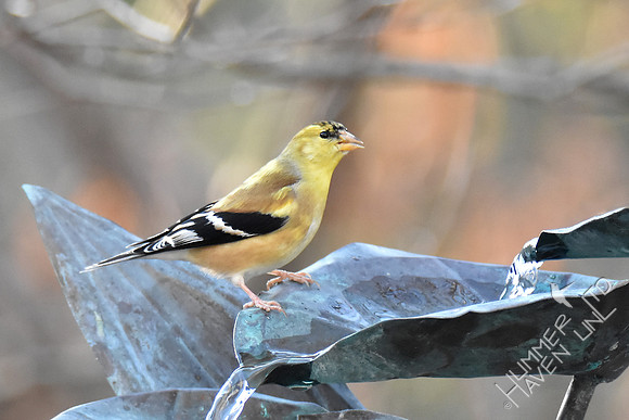 American Goldfinch male plumage changing  1-28-17