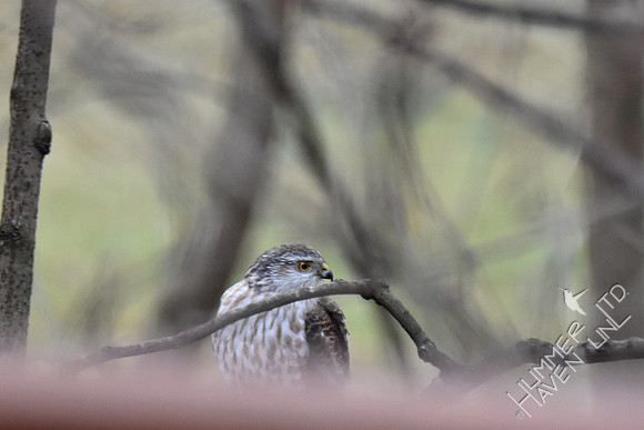 Sharp-shinned Hawk 1-27-17