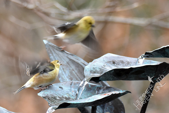 American Goldfinches scatter in fear of hawk 1-27-17