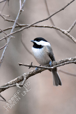 Carolina Chickadee 1-29-17