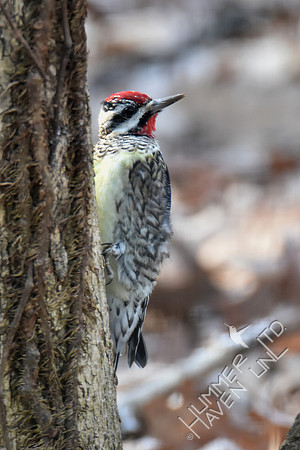 Yellow-bellied Sapsucker 1-30-17