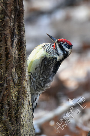 Yellow-bellied Sapsucker 1-30-17