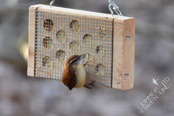 Carolina Wren 1-30-17