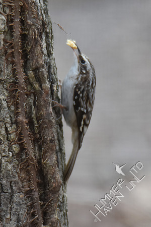 Brown Creeper 2-1-17