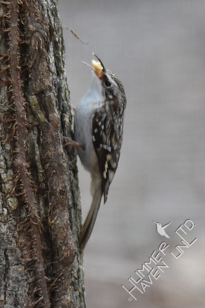 Brown Creeper 2-1-17