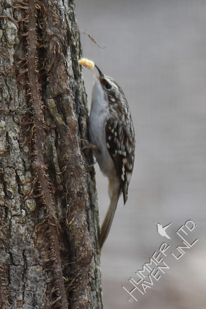 Brown Creeper 2-1-17