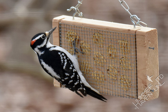 Hairy Woodpecker 2-1-17