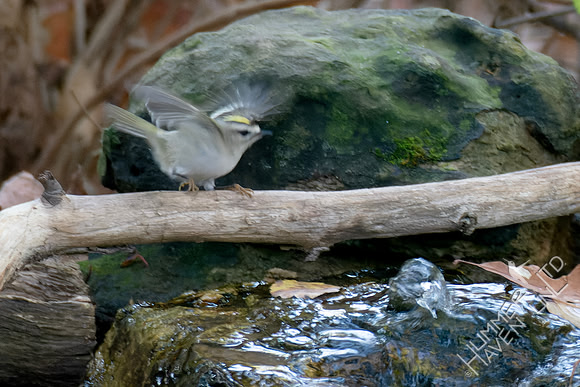 10-24-24 Golden-crowned Kinglet