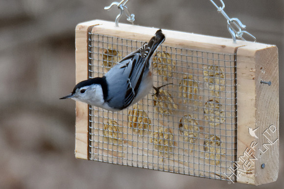 White-breasted Nuthatch 2-3-17