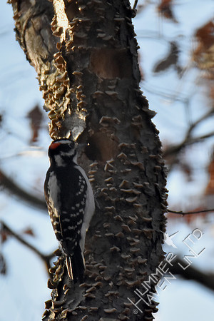 Hairy Woodpecker at possible nest hole in Black Cherry snag 2-3-17
