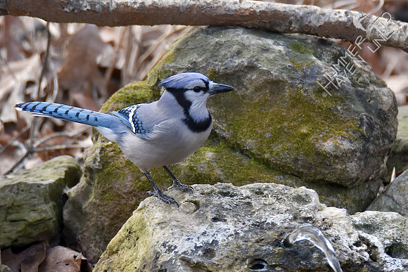 Blue Jay 2-4-17