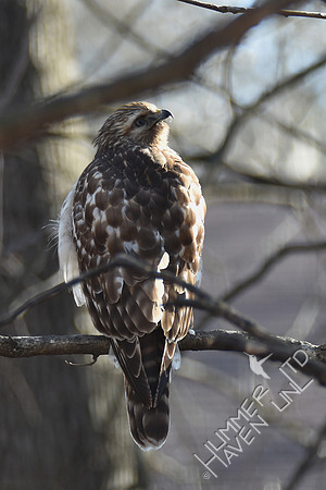 Red-shouldered Hawk juvenile 2-5-17