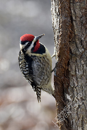 Yellow-bellied Sapsucker 2-4-17