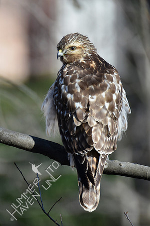 Red-shouldered Hawk juvenile 2-5-17