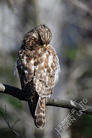 Red-shouldered Hawk juvenile 2-5-17