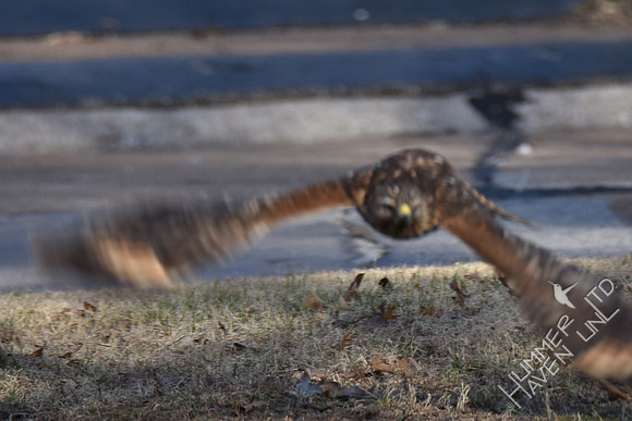 Red-shouldered Hawk juvenile 2-5-17