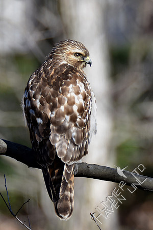 Red-shouldered Hawk juvenile 2-5-17