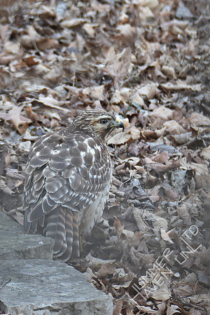Red-shouldered Hawk juvenile 2-5-17