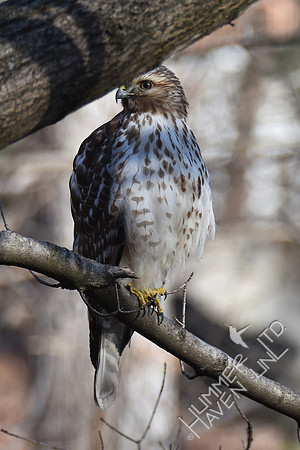 Red-shouldered Hawk juvenile 2-5-17