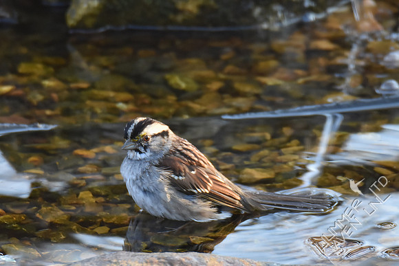 White-throated Sparrow 2-7-14