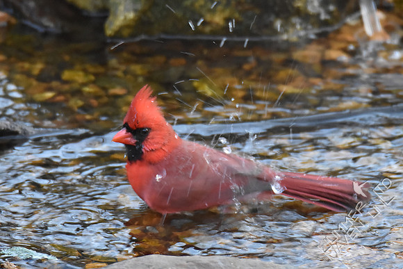 Northern Cardinal 2-7-17