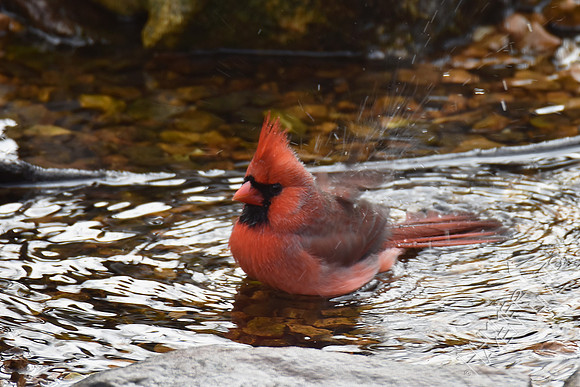 Northern Cardinal 2-6-17