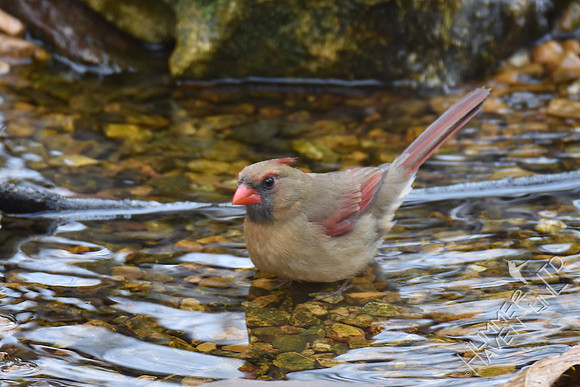 Northern Cardinal female 2-6-17