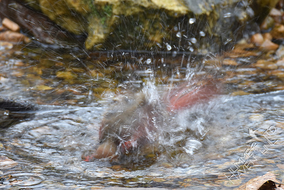 Northern Cardinal female 2-6-17